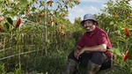 chili farmer