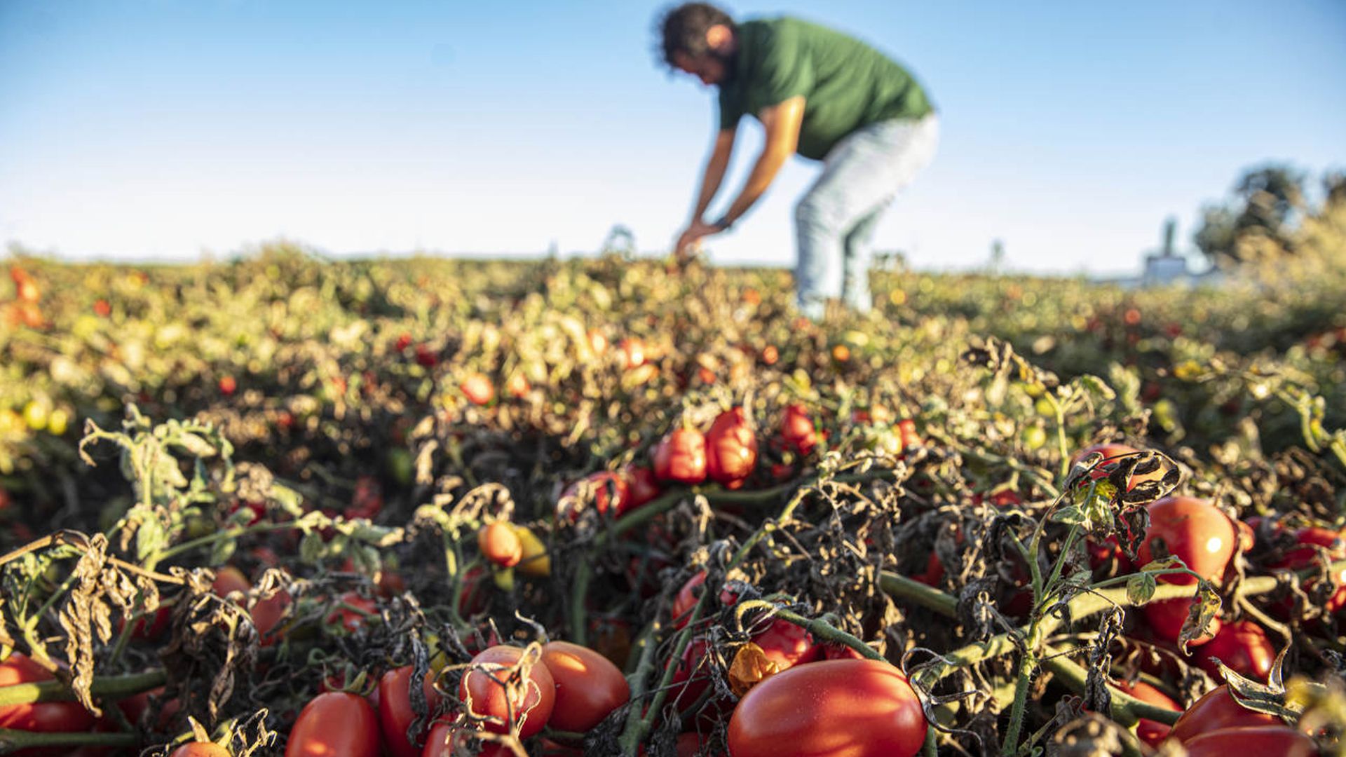 Farmer in a green t-shirt and jeans tending to the crops in a tomato field.