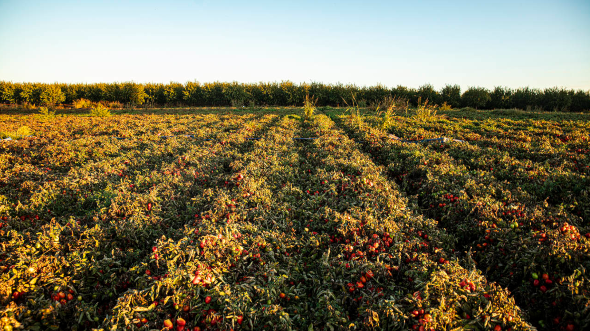 A photograph of a sunlit field with rows of ripe red tomatoes, surrounded by tall vegetation in the background under a clear blue sky.